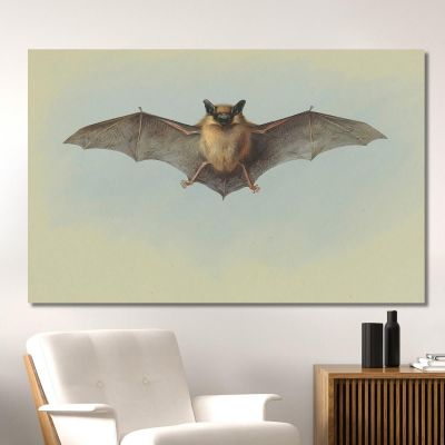 Study Of A Common Pipistrelle Bat Archibald Thorburn ath95 canvas print 
