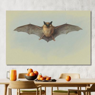 Study Of A Common Pipistrelle Bat Archibald Thorburn ath95 canvas print 