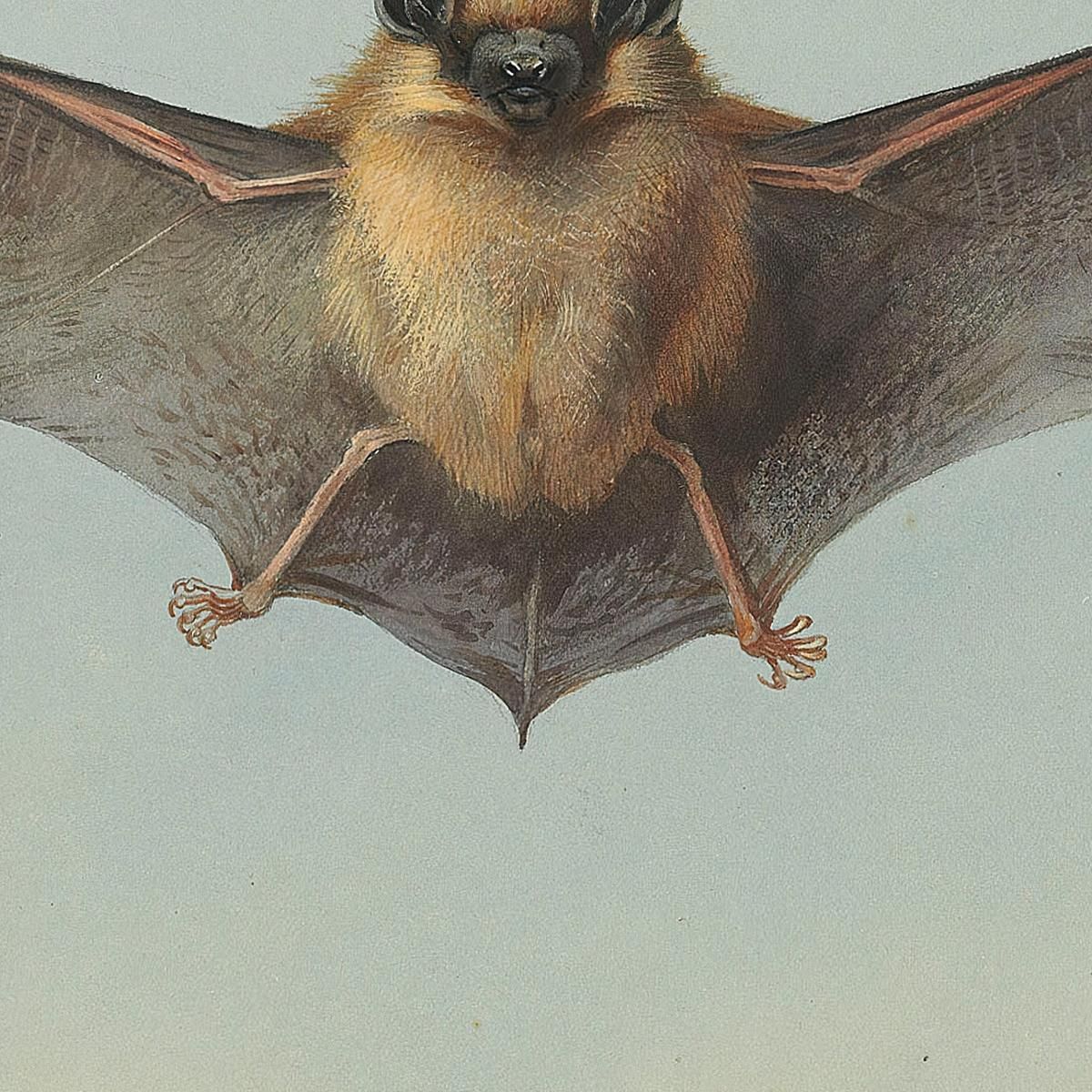Study Of A Common Pipistrelle Bat Archibald Thorburn ath95 canvas print