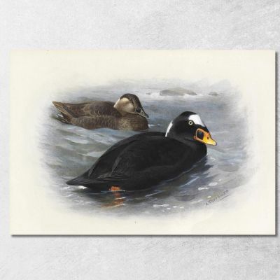 Surf Scoter Archibald Thorburn ath96 canvas print 