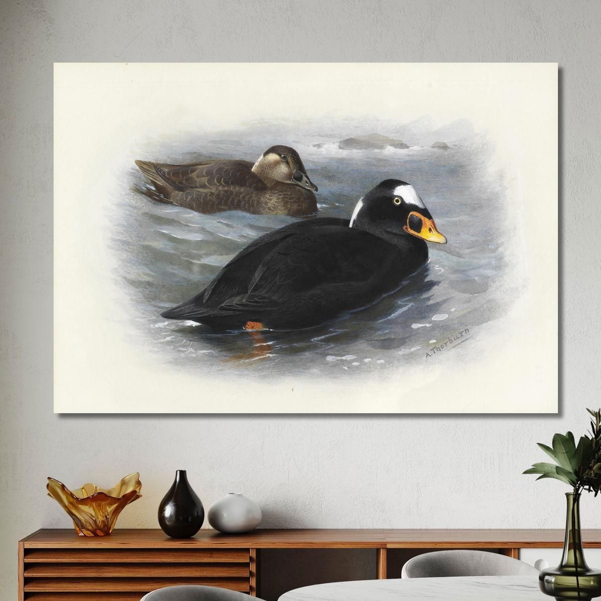 Surf Scoter Archibald Thorburn ath96 canvas print 