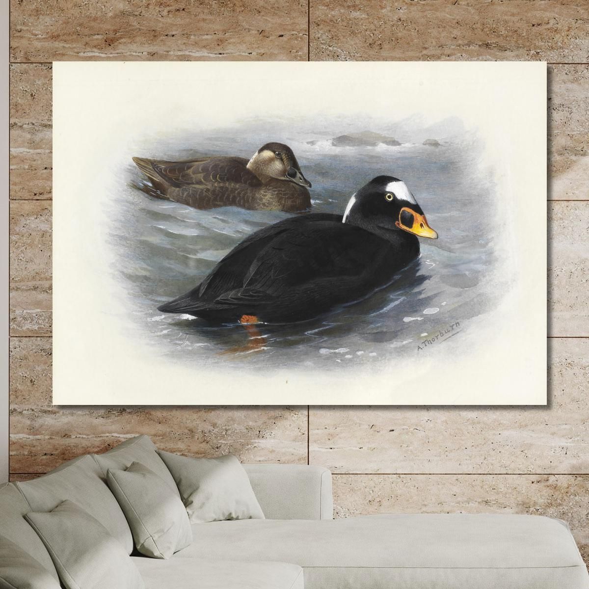 Surf Scoter Archibald Thorburn ath96 canvas print 