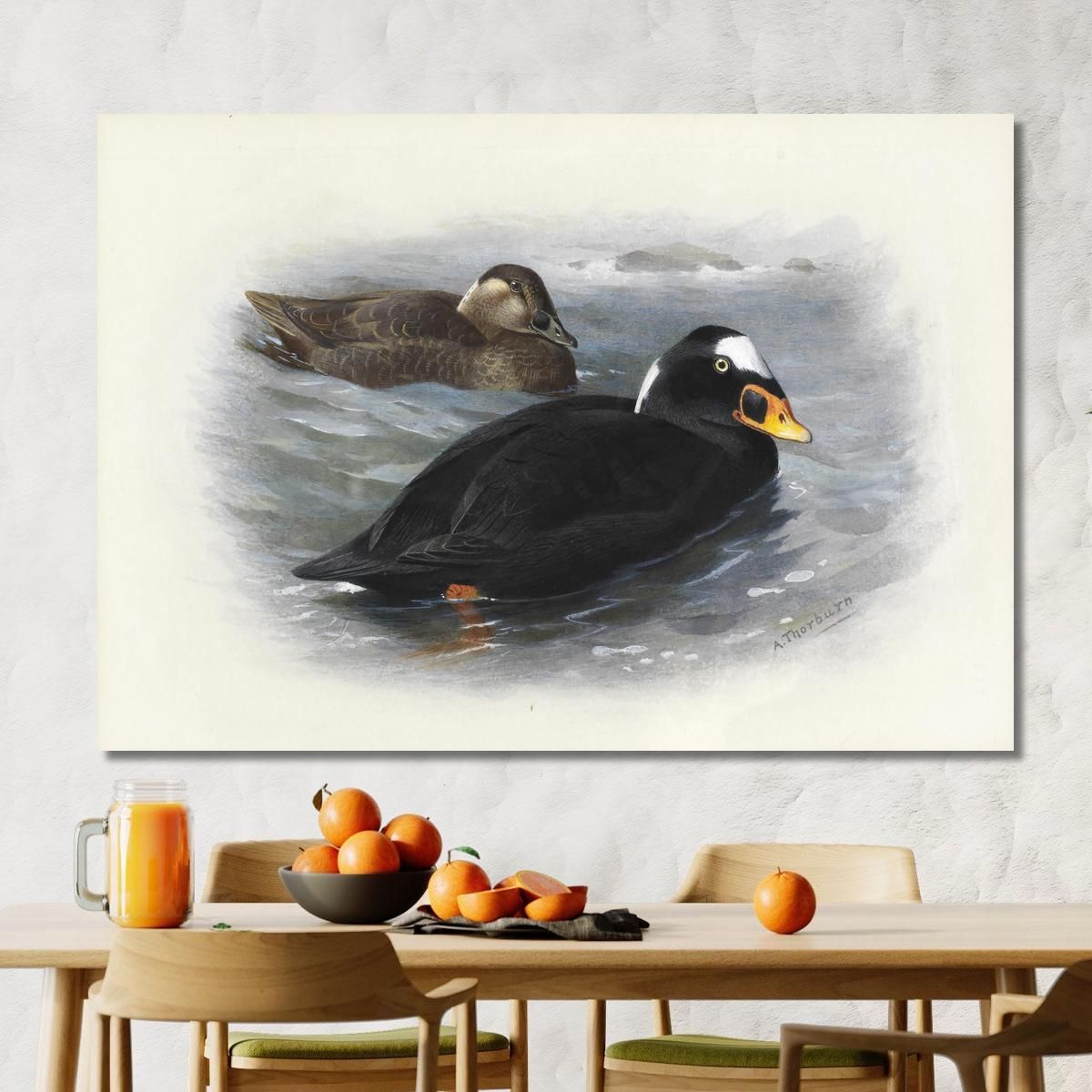 Surf Scoter Archibald Thorburn ath96 canvas print 