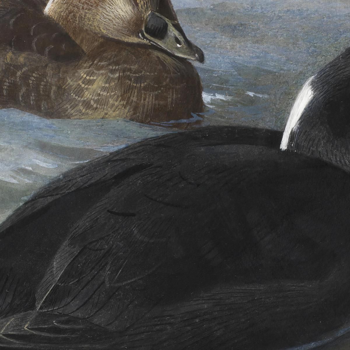 Surf Scoter Archibald Thorburn ath96 canvas print