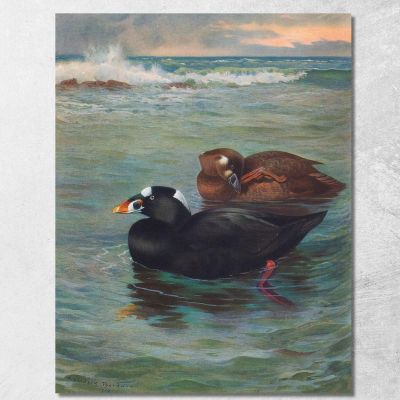 Surf-Scoter Archibald Thorburn ath97 canvas print 
