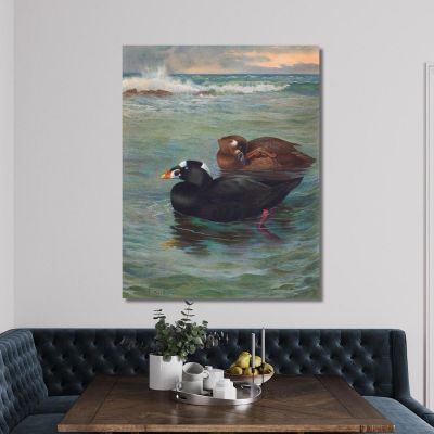 Surf-Scoter Archibald Thorburn ath97 canvas print 