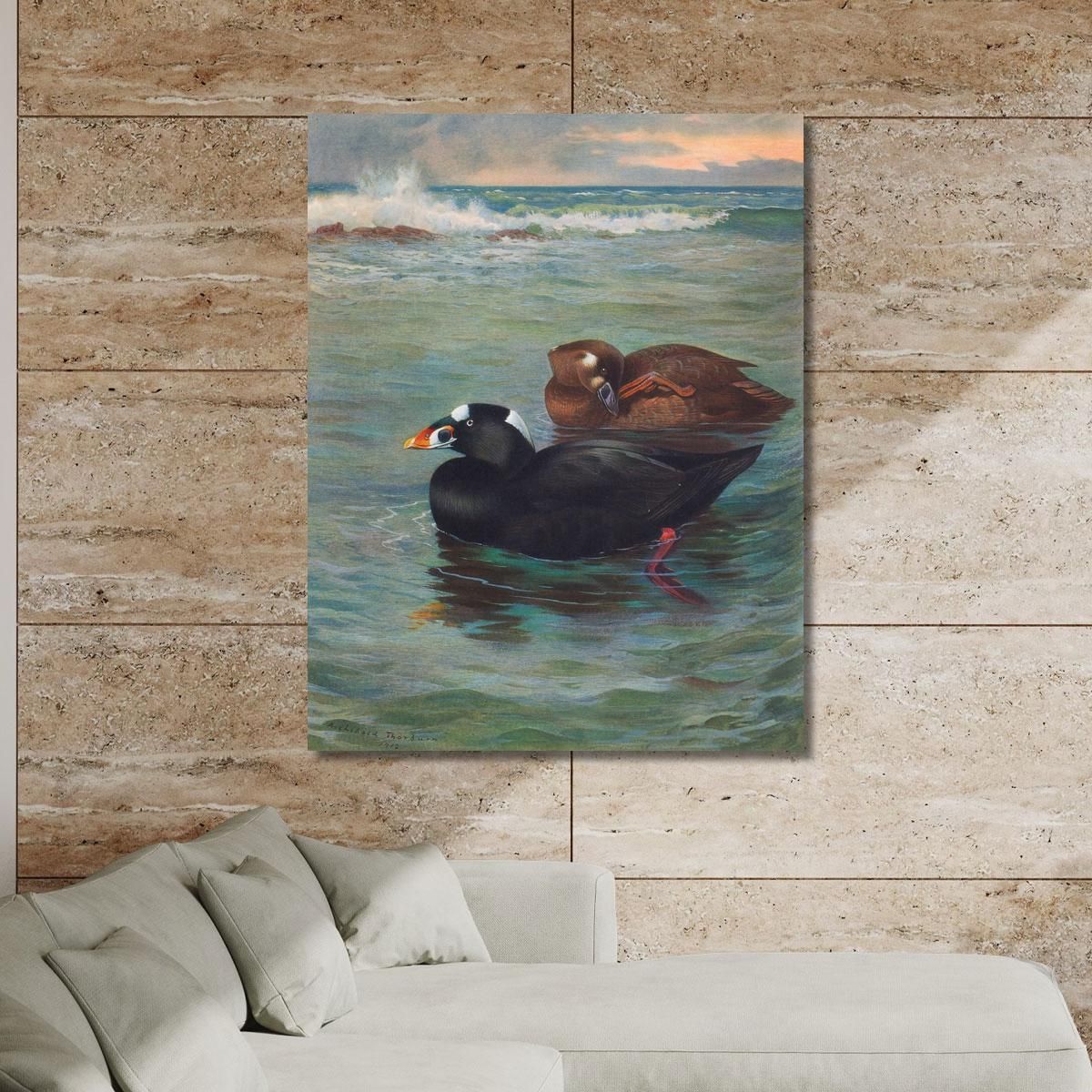 Surf-Scoter Archibald Thorburn ath97 canvas print 