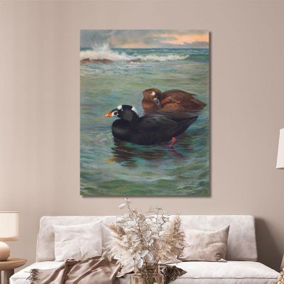 Surf-Scoter Archibald Thorburn ath97 canvas print 