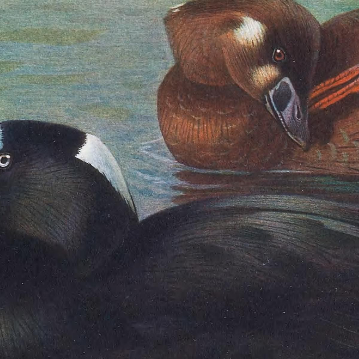 Surf-Scoter Archibald Thorburn ath97 canvas print