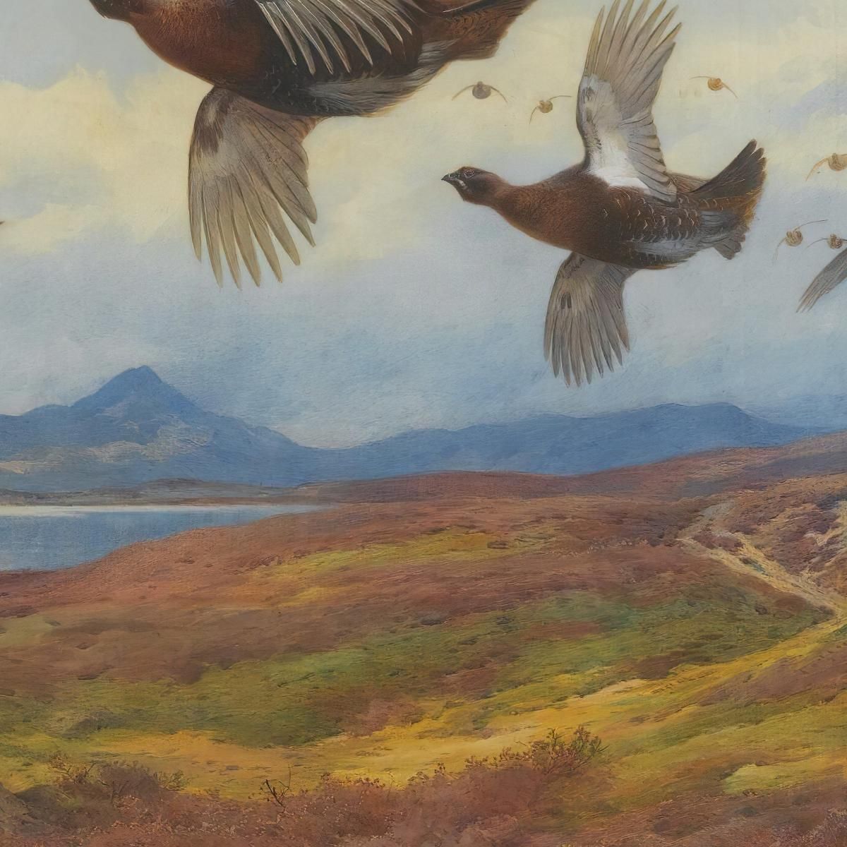Swerving From The Guns-Red Grouse Archibald Thorburn ath98 canvas print