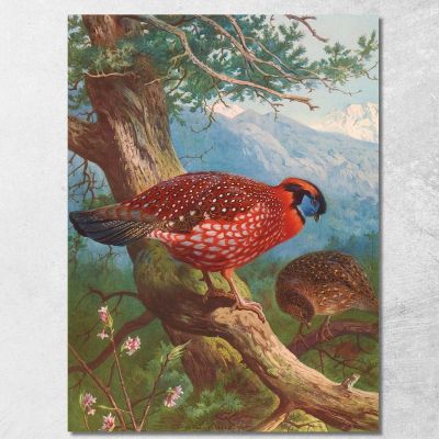 Temminck'S Tragopan Archibald Thorburn ath99 canvas print 