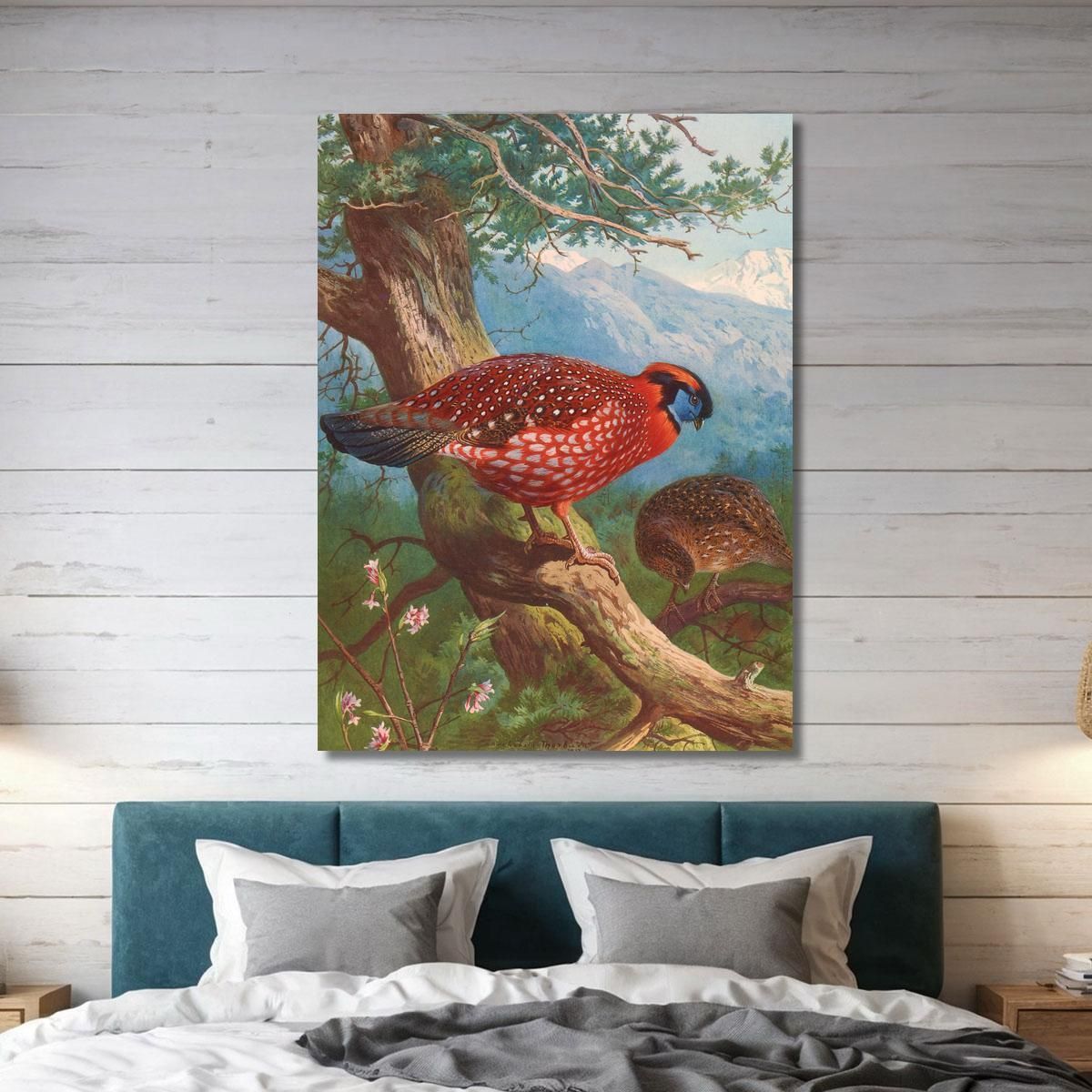 Temminck'S Tragopan Archibald Thorburn ath99 canvas print 