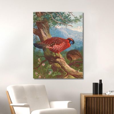 Temminck'S Tragopan Archibald Thorburn ath99 canvas print 