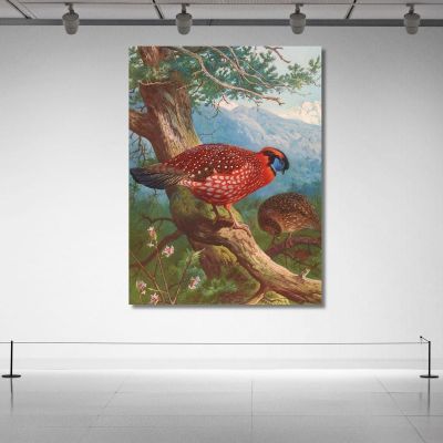Temminck'S Tragopan Archibald Thorburn ath99 canvas print 