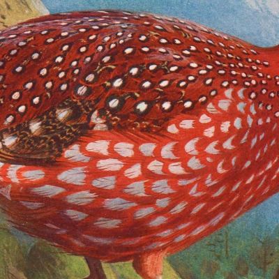 Temminck'S Tragopan Archibald Thorburn ath99 canvas print