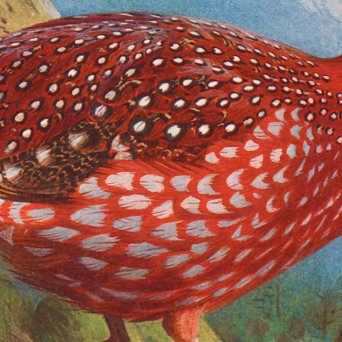 Temminck'S Tragopan Archibald Thorburn ath99 canvas print