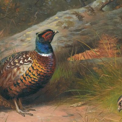 The Fallen Beech- A Cock And Three Hen Pheasants With A Wasp Archibald Thorburn ath101 canvas print