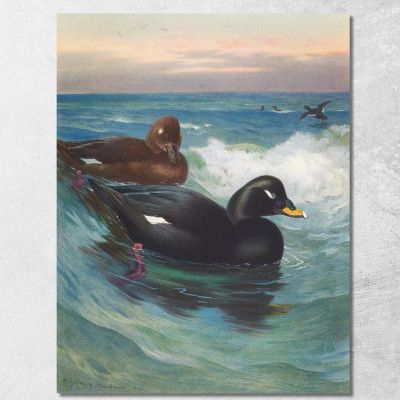 Velvet-Scoter Archibald Thorburn ath107 canvas print 