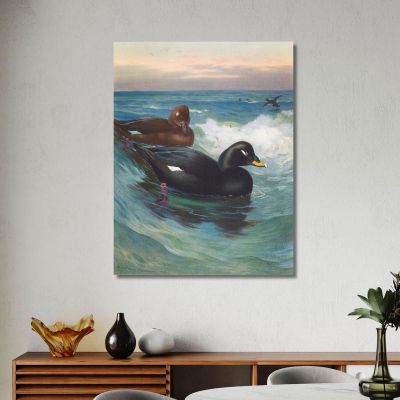 Velvet-Scoter Archibald Thorburn ath107 canvas print 