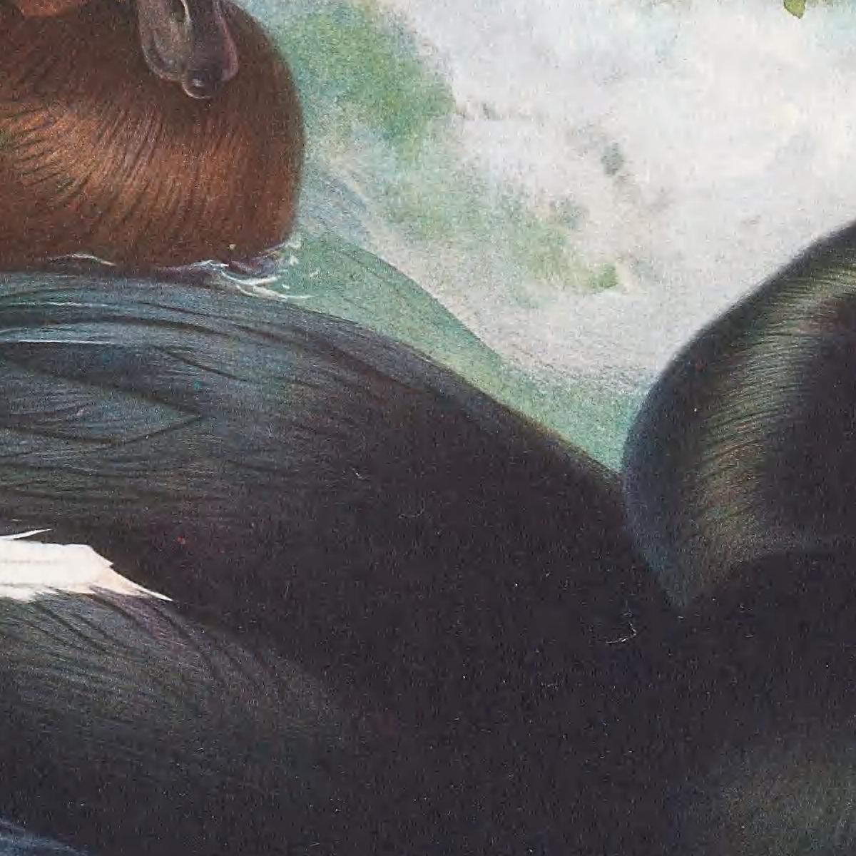 Velvet-Scoter Archibald Thorburn ath107 canvas print