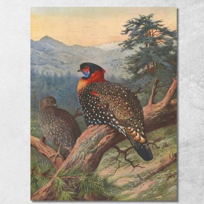 Western Tragopan Archibald Thorburn ath109 canvas print 