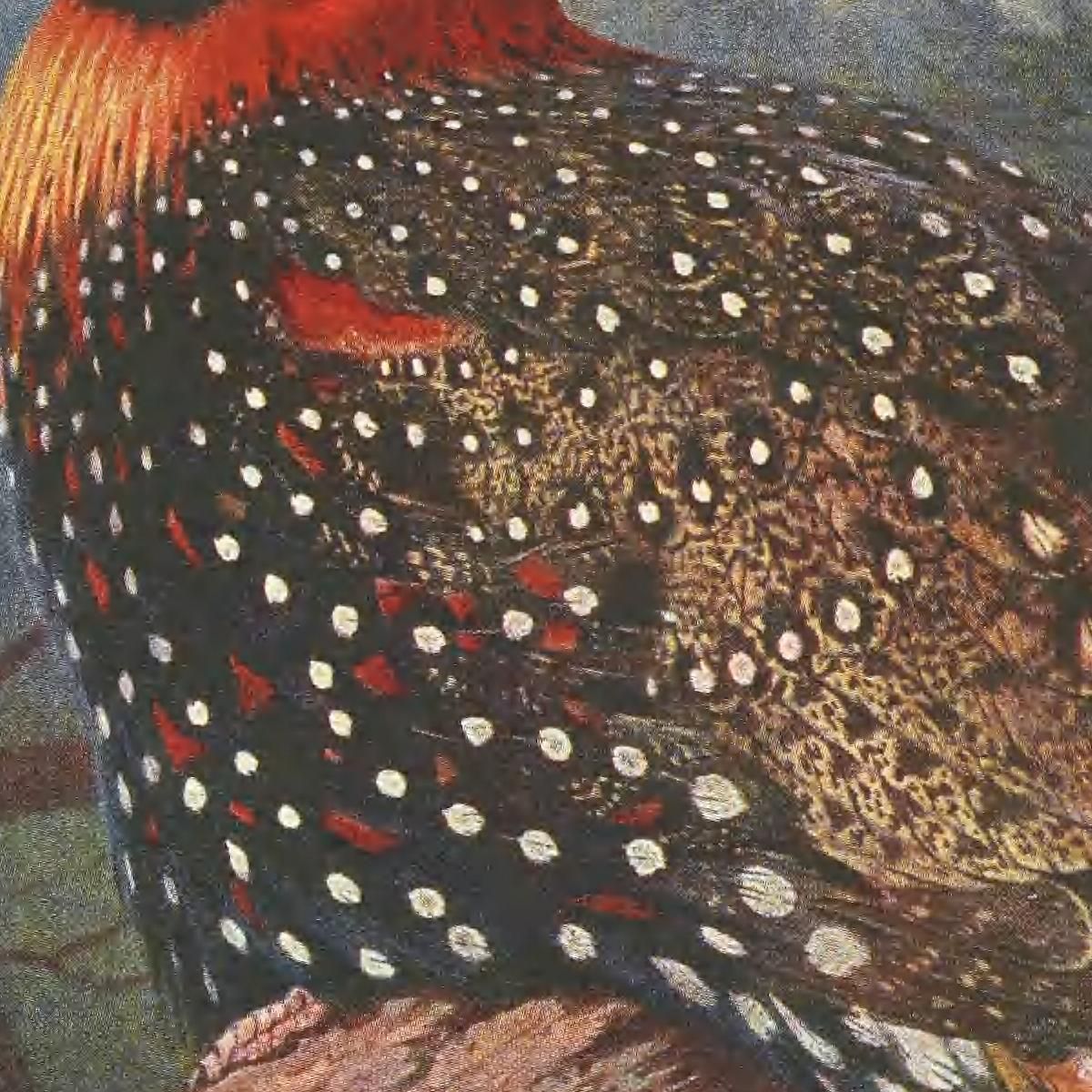 Western Tragopan Archibald Thorburn ath109 canvas print