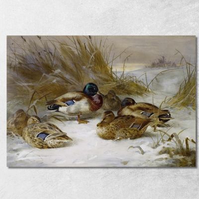 Winter Landscape With Mallard Archibald Thorburn ath111 canvas print 
