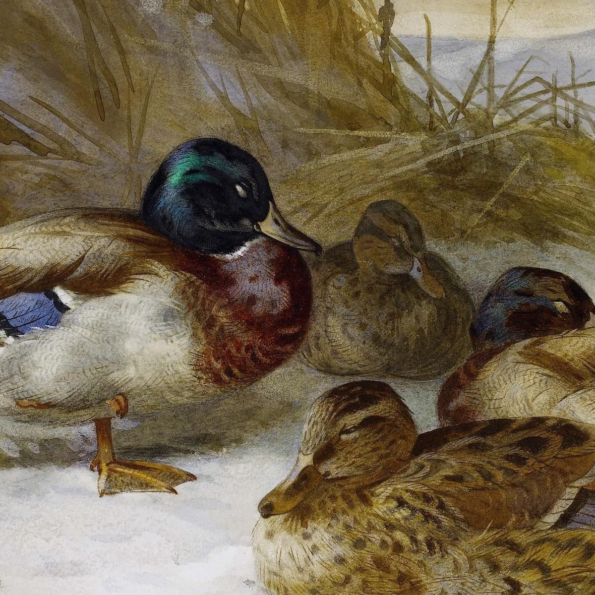 Winter Landscape With Mallard Archibald Thorburn ath111 canvas print