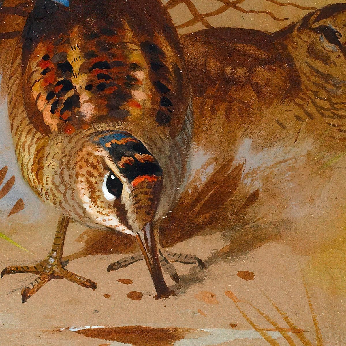 Woodcock In A Sandy Hollow Archibald Thorburn ath113 canvas print