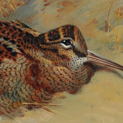 Woodcock Sheltering In The Sand Dunes Archibald Thorburn ath114 canvas print