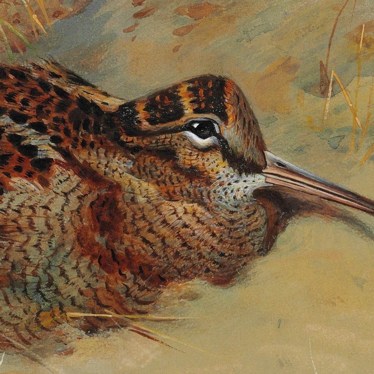Woodcock Sheltering In The Sand Dunes Archibald Thorburn ath114 canvas print