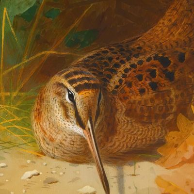 Woodcock Archibald Thorburn ath115 canvas print