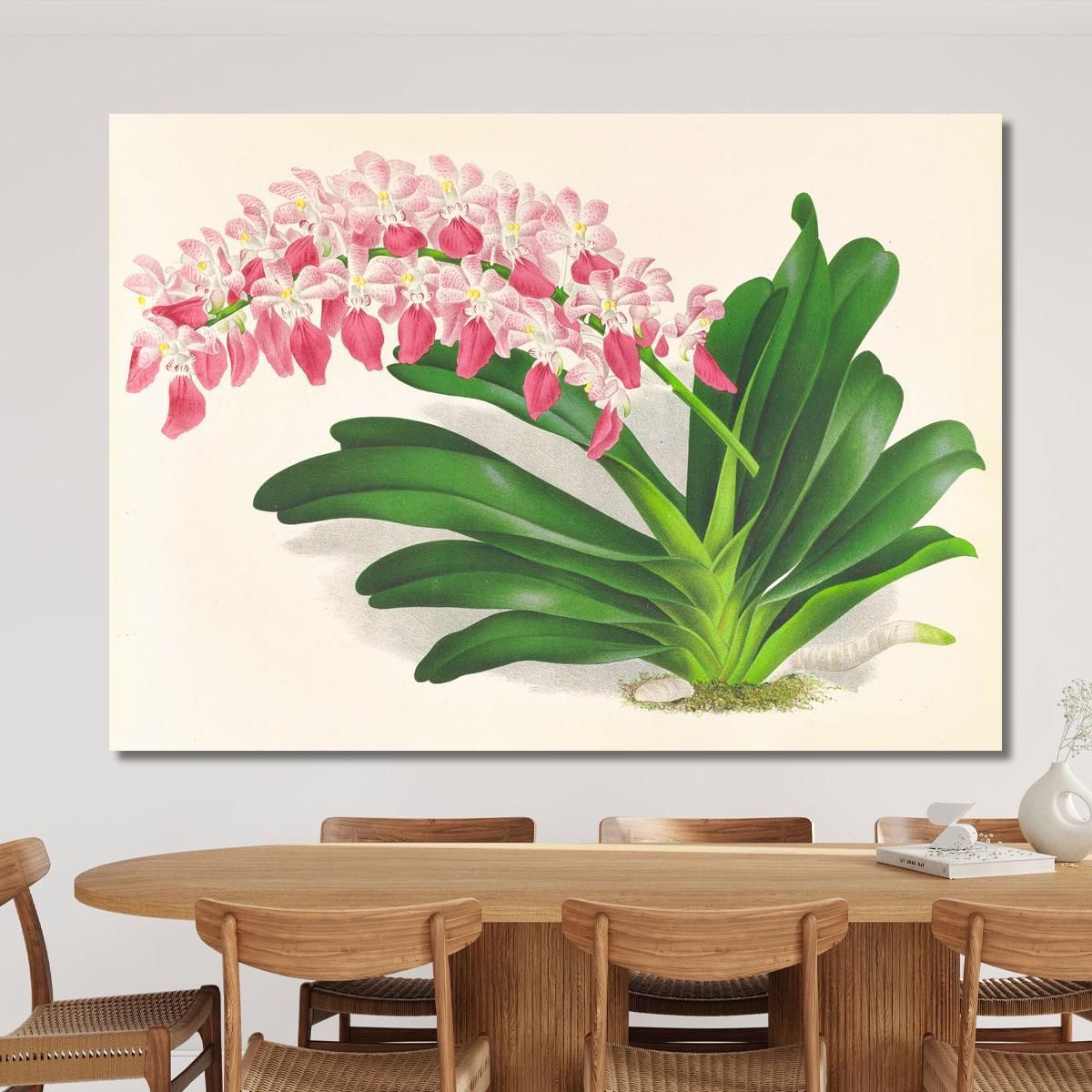 Botanical Illustrations Aerides Maculosum Jean Jules Linden jjl4 ภาพพิมพ์บนผ้าใบแคนวาส