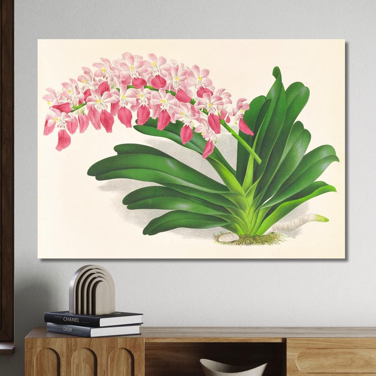 Botanical Illustrations Aerides Maculosum Jean Jules Linden jjl4 ภาพพิมพ์บนผ้าใบแคนวาส
