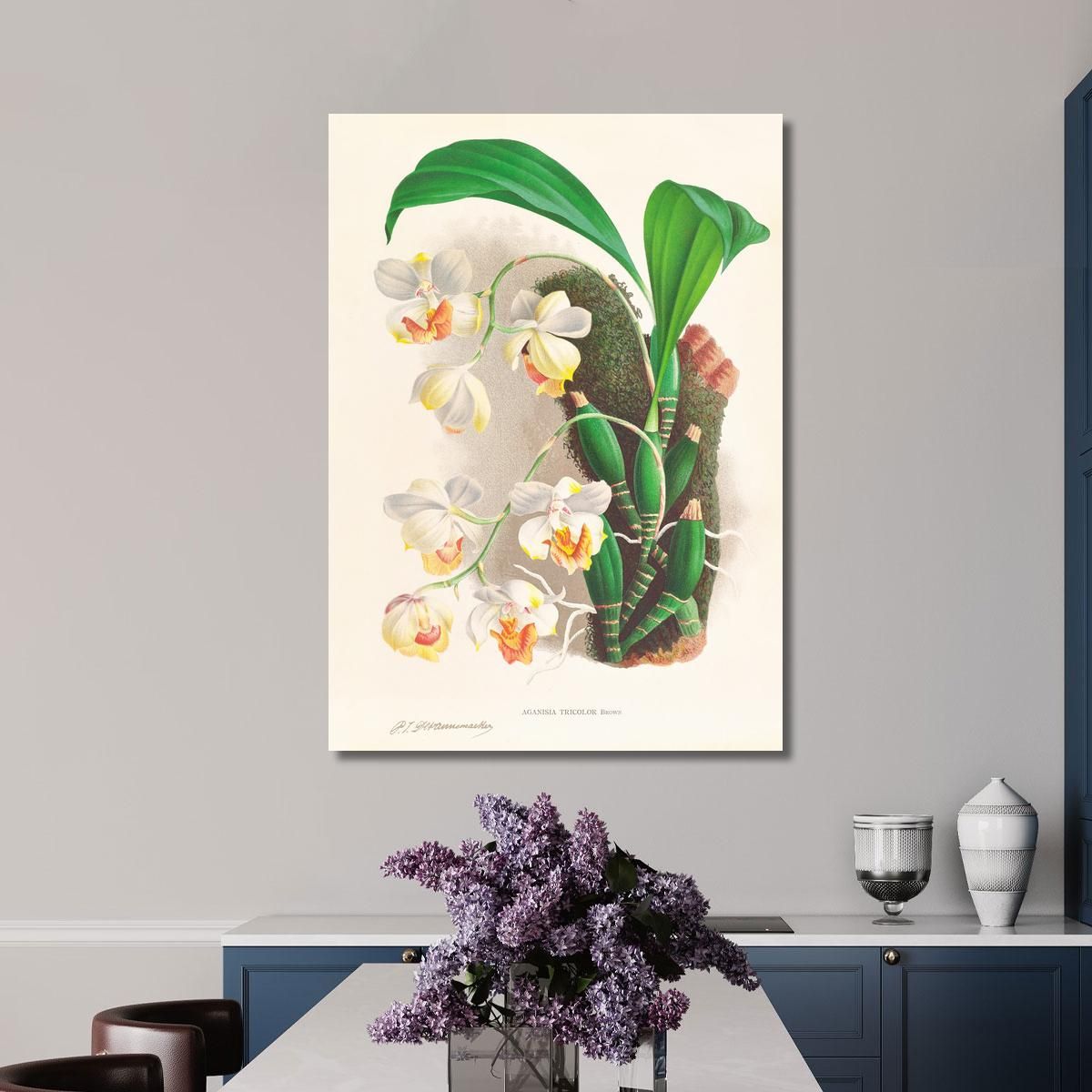 Botanical Illustrations Aganisia Tricolor Jean Jules Linden jjl7 ภาพพิมพ์บนผ้าใบแคนวาส
