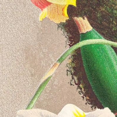 Botanical Illustrations Aganisia Tricolor Jean Jules Linden jjl7 ภาพพิมพ์บนผ้าใบแคนวาส