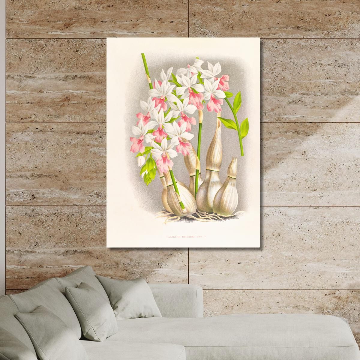 Botanical Illustrations Calanthe Regnieri Jean Jules Linden jjl18 ภาพพิมพ์บนผ้าใบแคนวาส