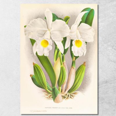 Botanical Illustrations Cattleya Trianae Jean Jules Linden jjl44 ภาพพิมพ์บนผ้าใบแคนวาส