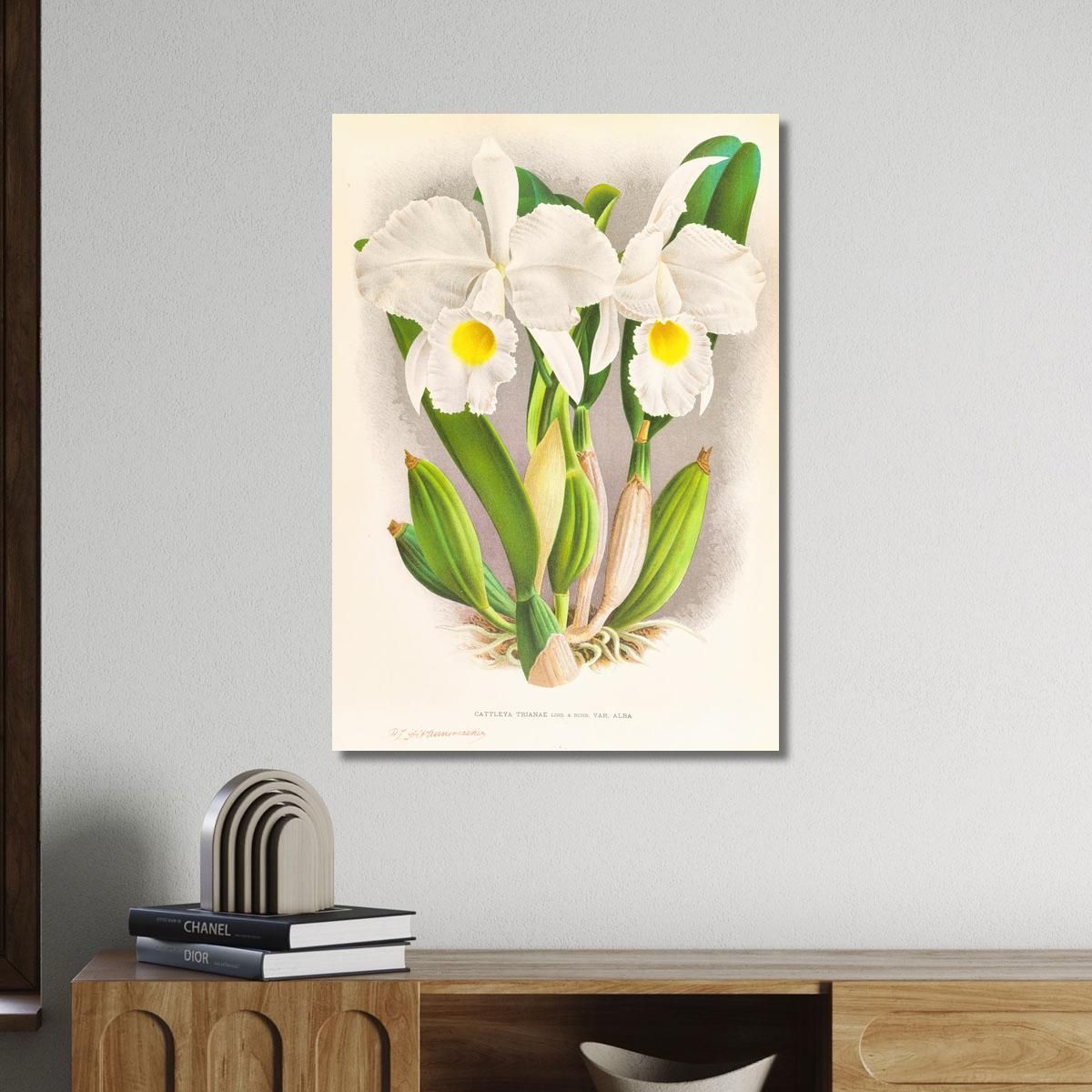Botanical Illustrations Cattleya Trianae Jean Jules Linden jjl44 ภาพพิมพ์บนผ้าใบแคนวาส