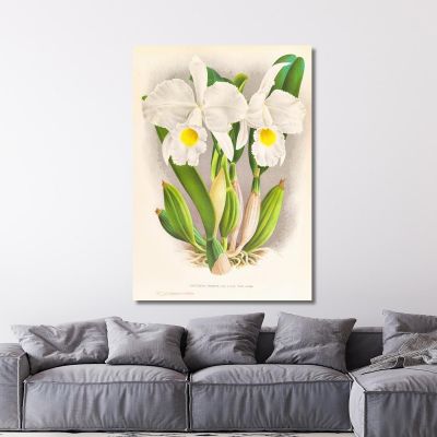 Botanical Illustrations Cattleya Trianae Jean Jules Linden jjl44 ภาพพิมพ์บนผ้าใบแคนวาส