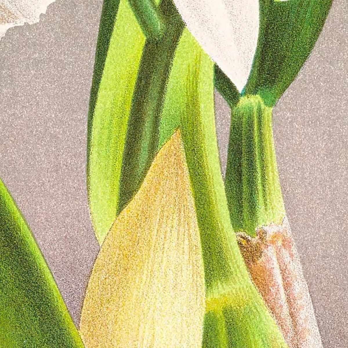 Botanical Illustrations Cattleya Trianae Jean Jules Linden jjl44 ภาพพิมพ์บนผ้าใบแคนวาส