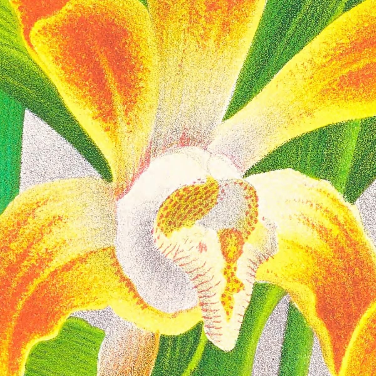 Botanical Illustrations Chysis Aurea Jean Jules Linden jjl45 ภาพพิมพ์บนผ้าใบแคนวาส