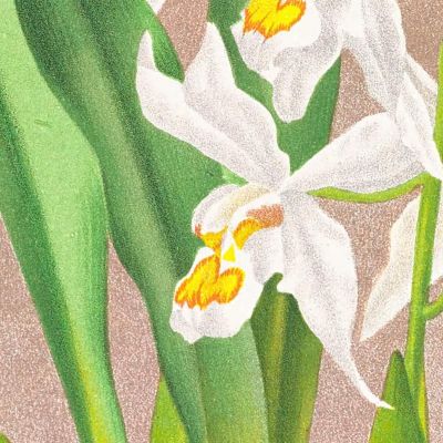 Botanical Illustrations Coelogyne Ocellata Jean Jules Linden jjl48 ภาพพิมพ์บนผ้าใบแคนวาส