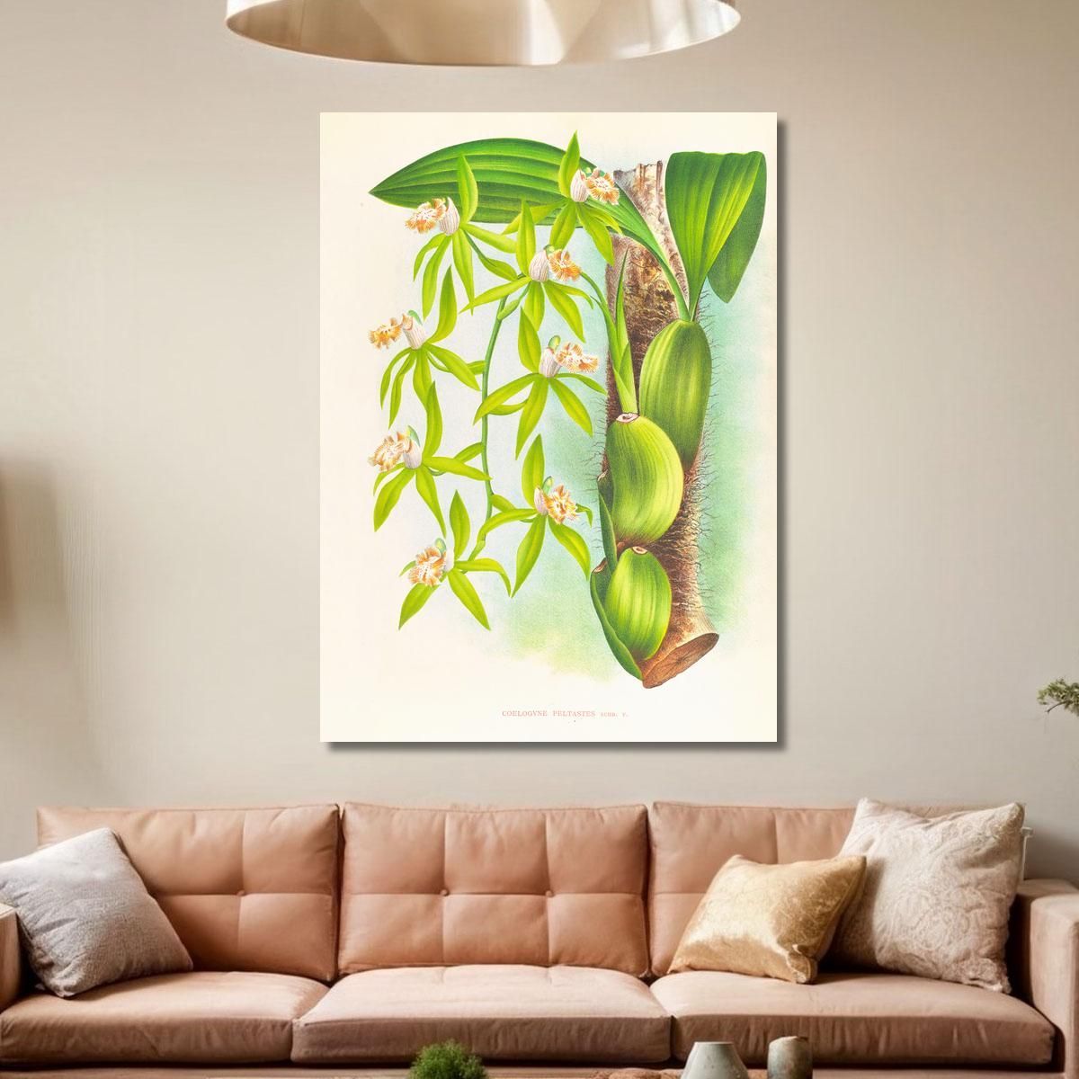 Botanical Illustrations Coelogyne Peltastes Jean Jules Linden jjl49 ภาพพิมพ์บนผ้าใบแคนวาส