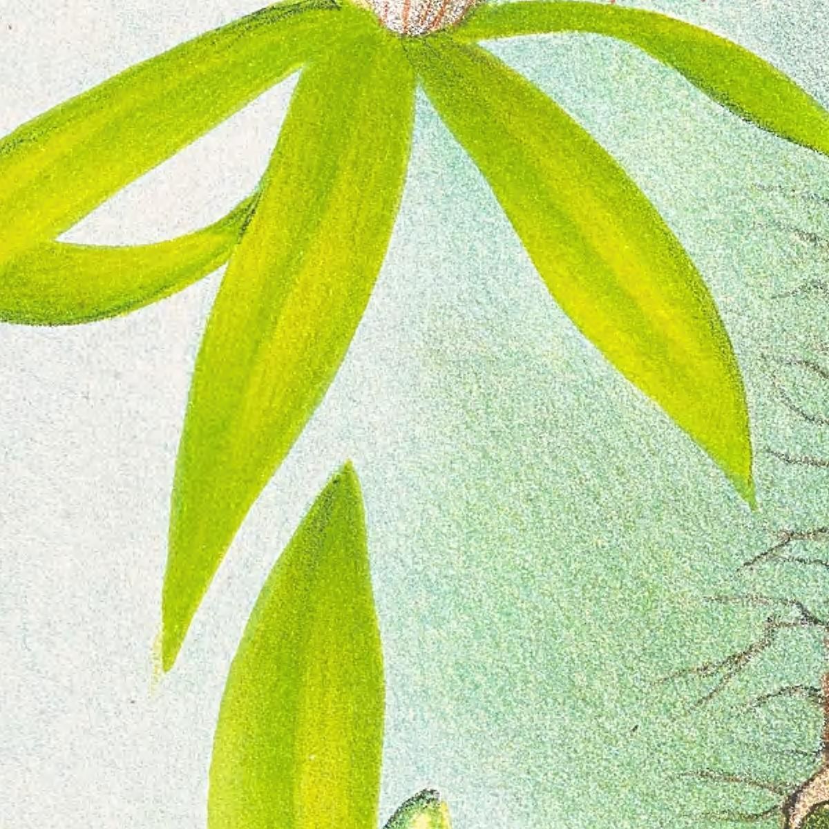 Botanical Illustrations Coelogyne Peltastes Jean Jules Linden jjl49 ภาพพิมพ์บนผ้าใบแคนวาส