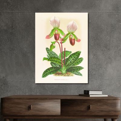 Botanical Illustrations Cypripedium Callosum Jean Jules Linden jjl53 ภาพพิมพ์บนผ้าใบแคนวาส