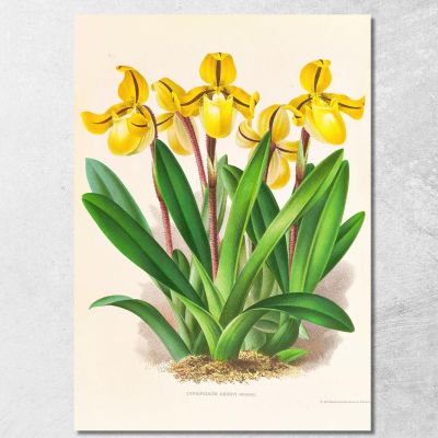 Botanical Illustrations Cypripedium Druryi Jean Jules Linden jjl54 ภาพพิมพ์บนผ้าใบแคนวาส
