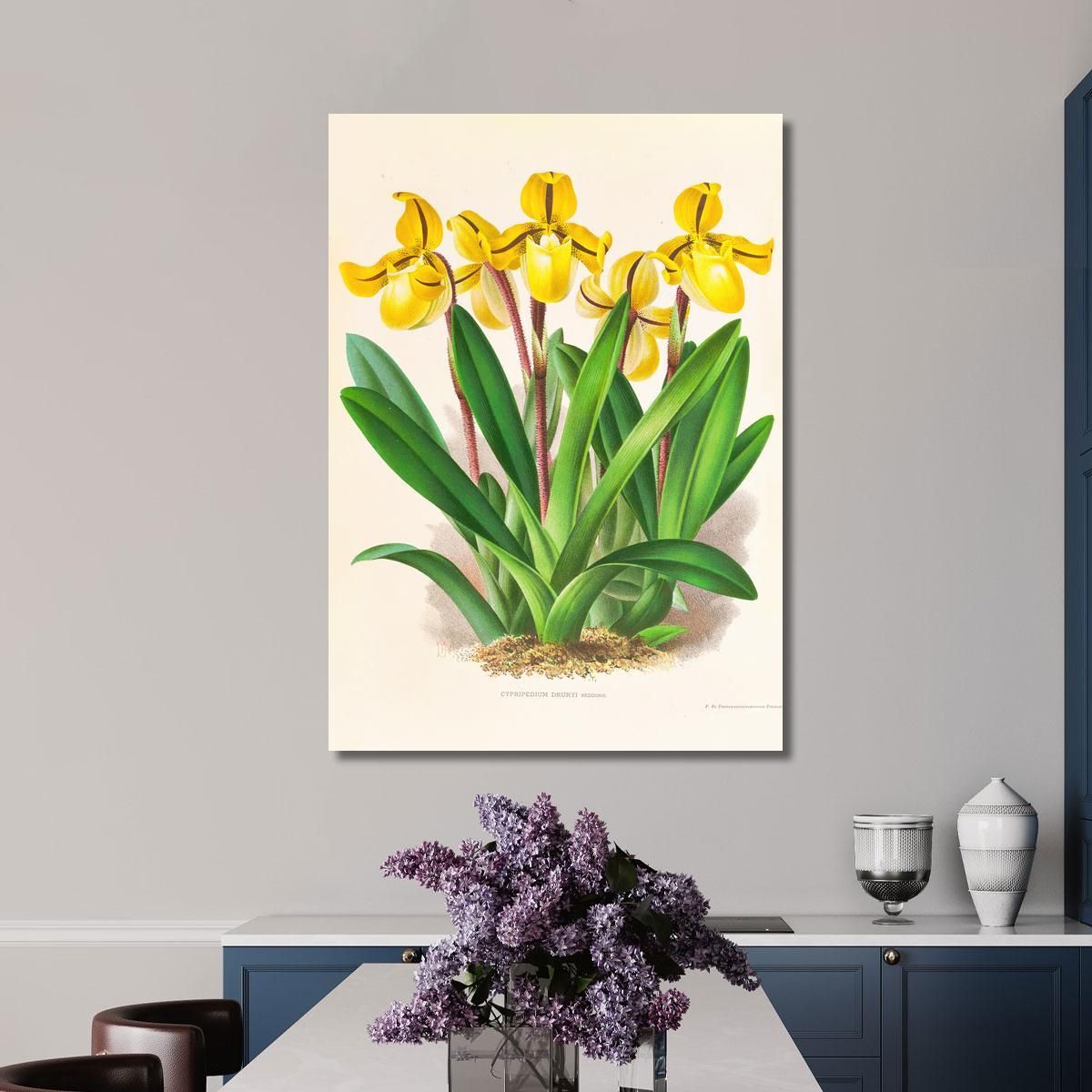Botanical Illustrations Cypripedium Druryi Jean Jules Linden jjl54 ภาพพิมพ์บนผ้าใบแคนวาส