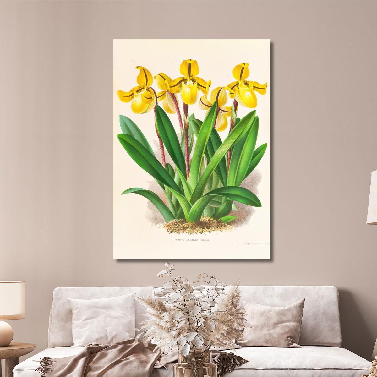 Botanical Illustrations Cypripedium Druryi Jean Jules Linden jjl54 ภาพพิมพ์บนผ้าใบแคนวาส