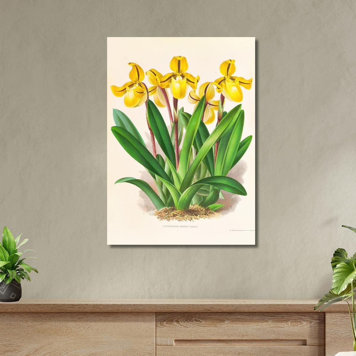 Botanical Illustrations Cypripedium Druryi Jean Jules Linden jjl54 ภาพพิมพ์บนผ้าใบแคนวาส